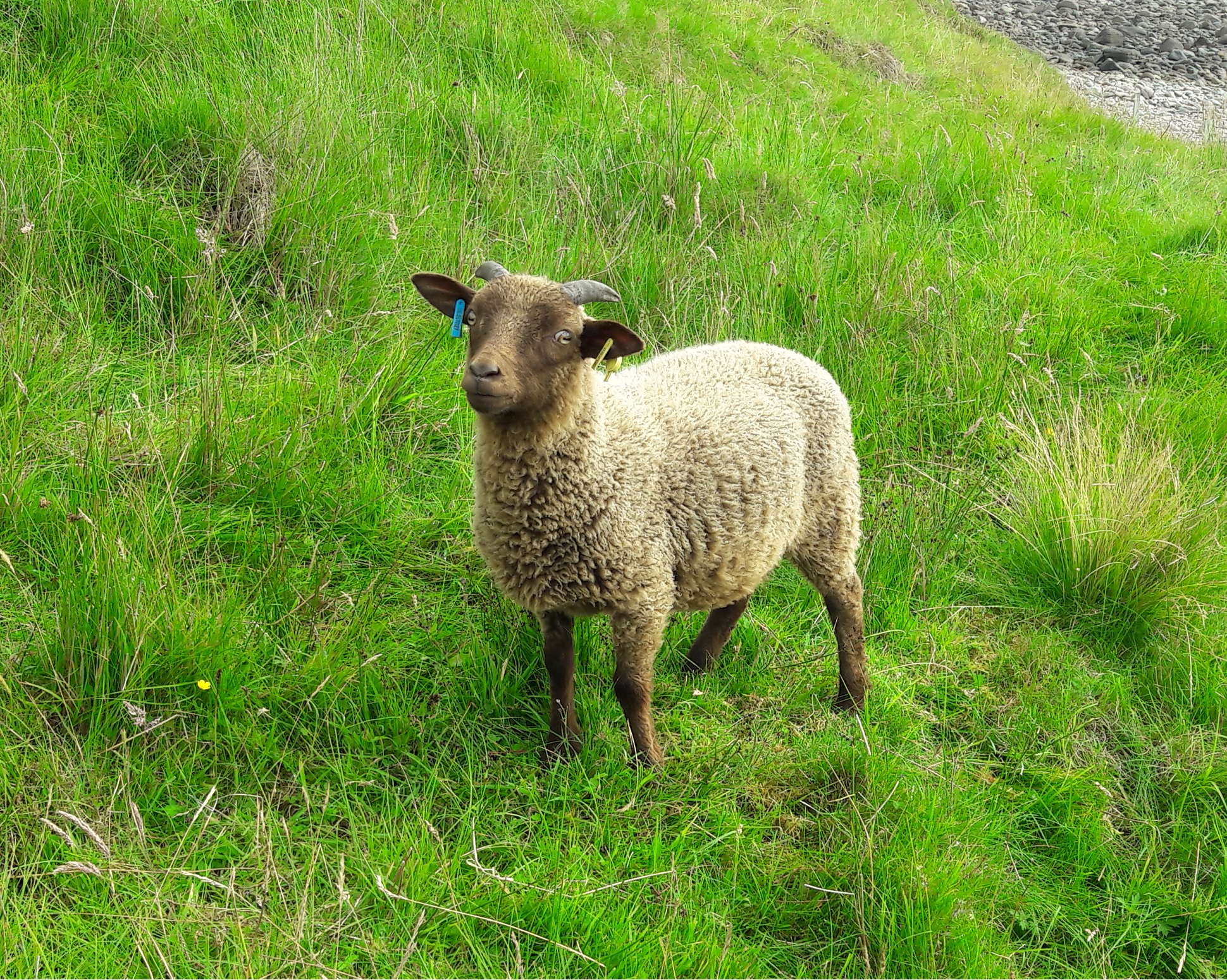 Four ram lambs from the Windcoast flock image 2