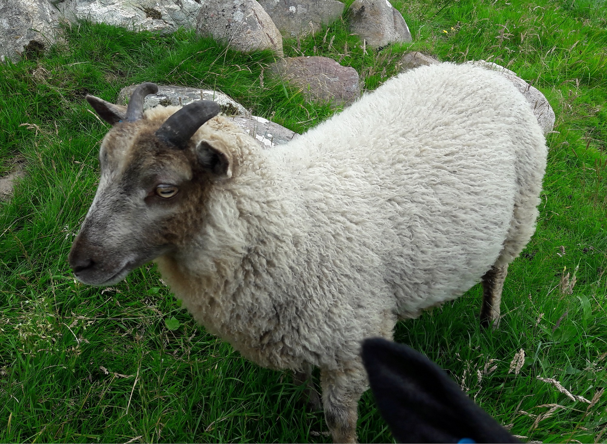 Four ram lambs from the Windcoast flock image 3